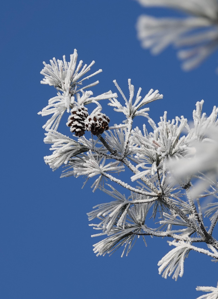 Ein Foto im Hochformat zeigt einen Zweig eines Nadelbaums mit zwei Zapfen, die mit Frost bedeckt sind, vor einem strahlend blauen Himmel. Die Nadeln des Zweigs sind mit einer dicken Schicht aus weißem Frost überzogen, was ihnen ein zartes, fast filigranes Aussehen verleiht. Die Zapfen sind dunkelbraun und ebenfalls mit Frost überzogen, was einen schönen Kontrast zum Blau des Himmels bildet. Der Himmel ist wolkenlos und intensiv blau, was die frostigen Details des Zweigs und der Zapfen hervorhebt.