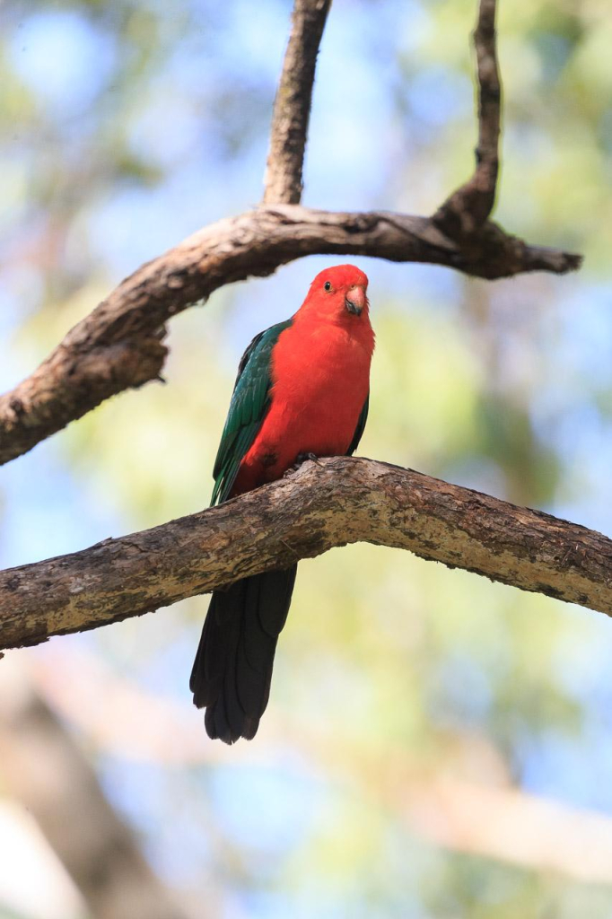 A male Australian King Parrot perched in a tree. He is framed between the branch he is perched on, and another higher branch behind him. 

He's a Red parrot, with green wings and tail. 