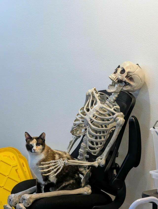 Kitty on chair along with skeleton 