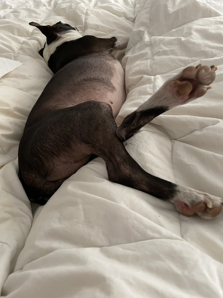 A Boston terrier is sleeping on a white comforter, legs crossed and going every which way.