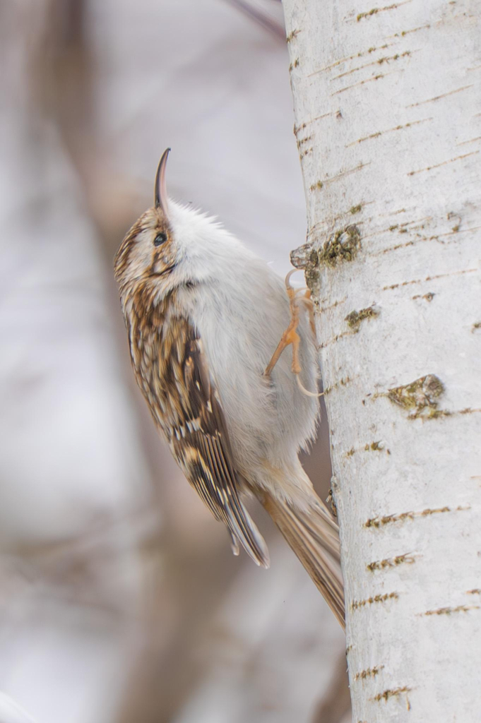 Common Treecreeper, side view, climbing up the trunk of a birch tree. The bird and tree are in focus and the background consists of blurred branches against a white backdrop. White dominates the palette, suggesting a winter scene.