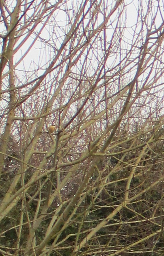 As usual, a photo of my willow tree with a bird in it.