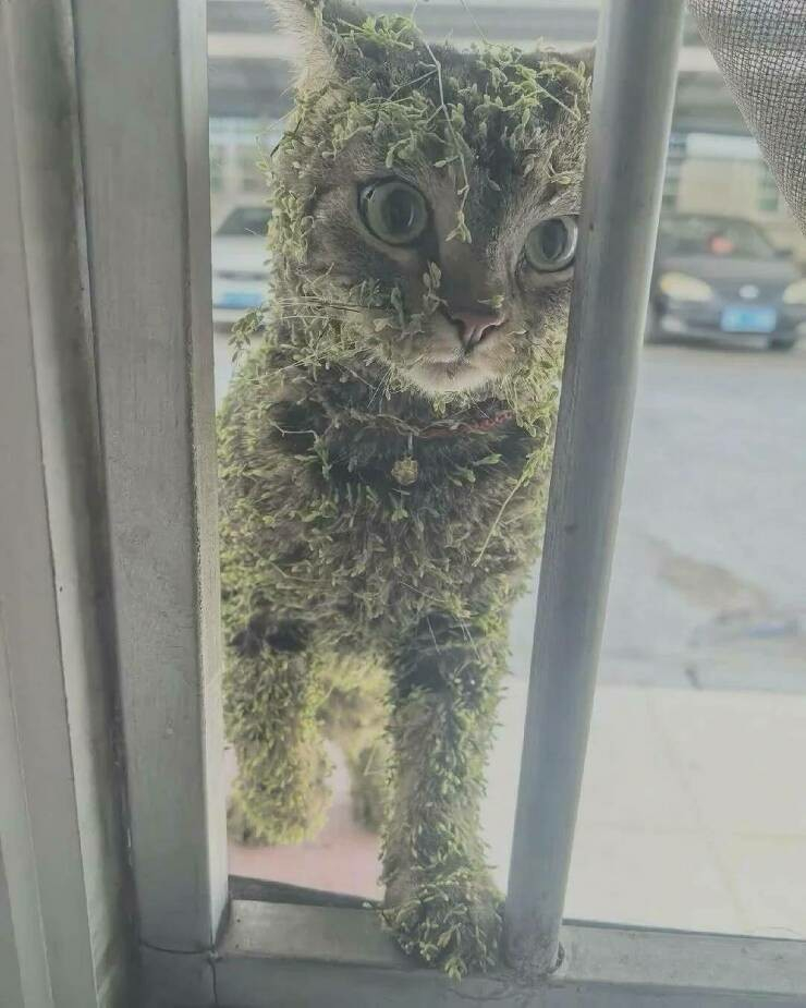 Kitty covered in greenery trying to get in