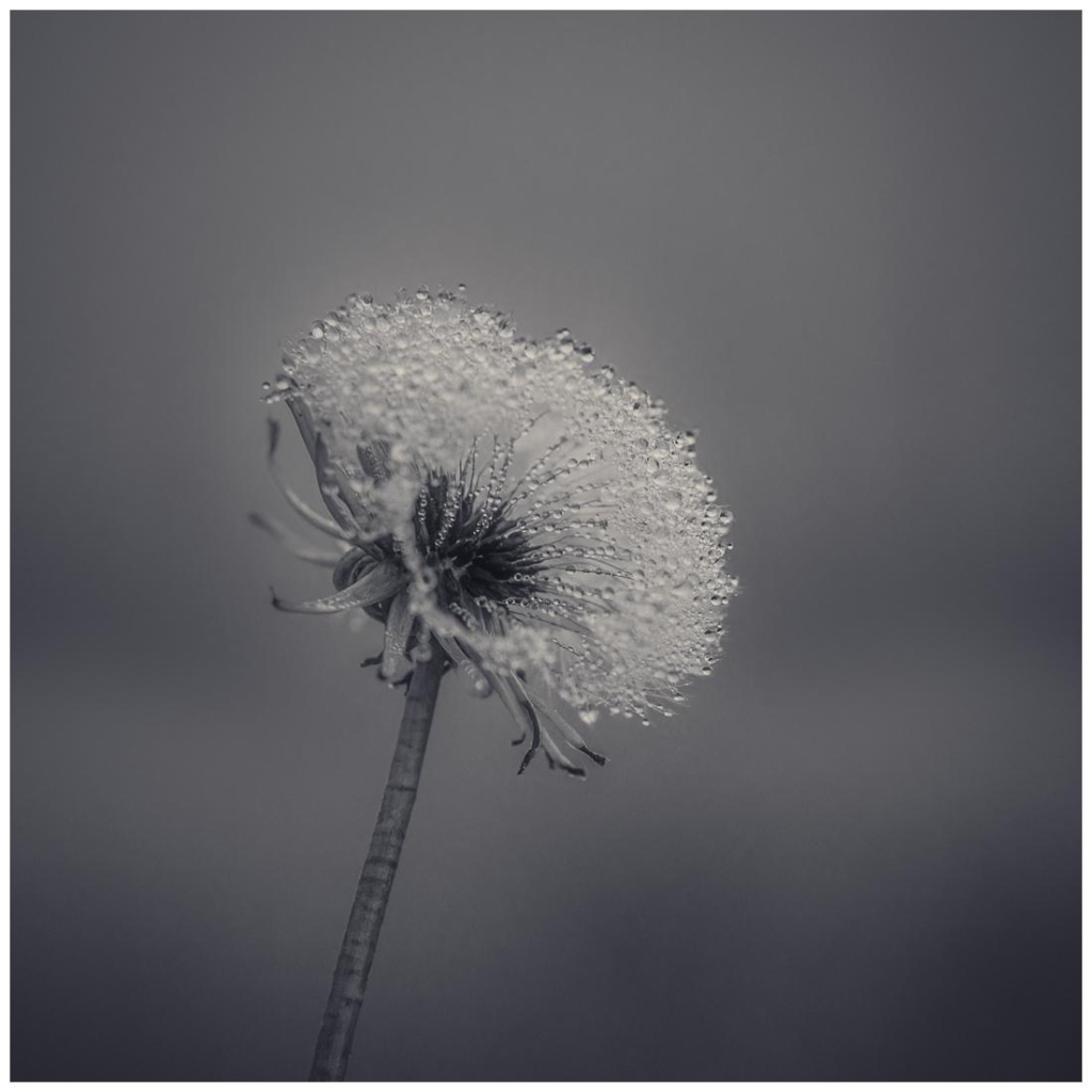 Quadratisch, schwarz weiß. Vor grauem, unscharfen Hintergrund eine Pusteblume mit winzigen Tautropfen benetzt.