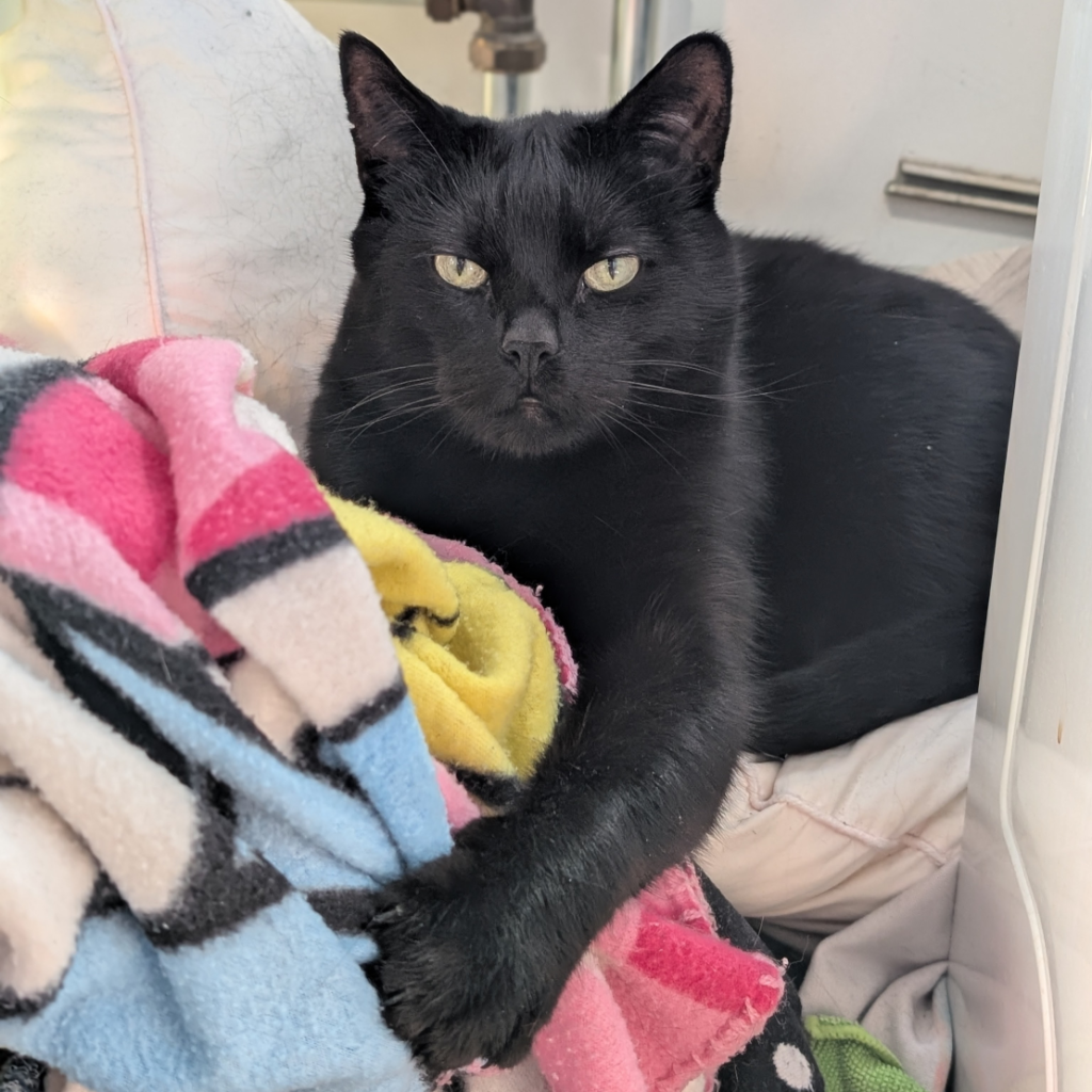 A black cat lying on some pillows and blankets. There's some central heating piping behind him, which is probably why he picked this spot. He looks like he feels like he was disturbed. He has one paw sticking out forwards (as he so often does).