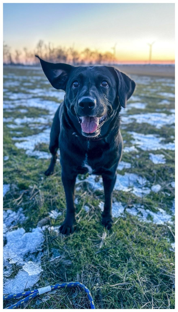 A black Labrador dog stands in a grassy field with patches of snow. The dog is facing the camera, looking happy with its mouth open and tongue out. In the background, there are silhouettes of trees and wind turbines against a colorful sunset sky. A