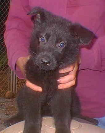 A solid black German Shepherd puppy faces the camera. He is  sitting on top of a rounded-top doagloo, steadied from behind by a woman in a purple shirt. The puppy's head is tilted slightly in a posture of listening intently. 