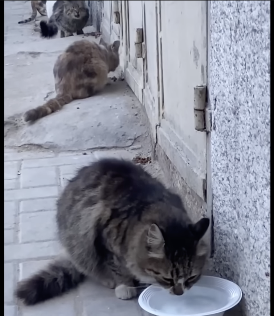 Gaza - starving cats being fed 