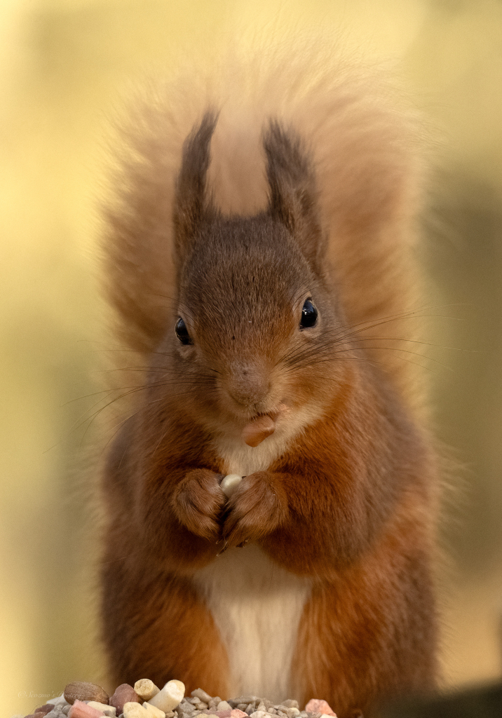 An upright portrait shot of a Red Squirrel looking into camera, its head slightly cocked to one side, a peanut in its mouth and another in its paws. The background is golden yellow caused by sunlight on the trees beyond