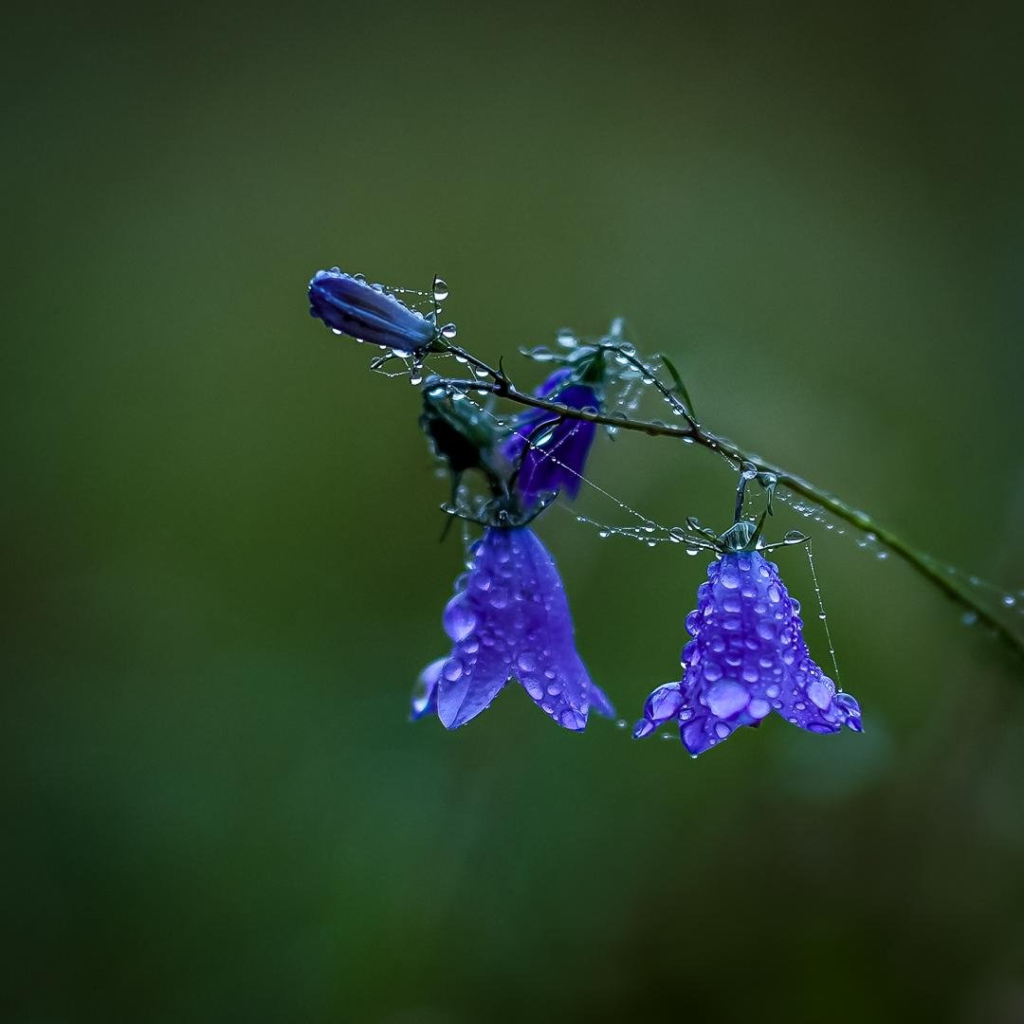 Blue bellflower, close up. Background soft dark green, bokeh. The flowers and spider webs are covered with dew drops. Square.