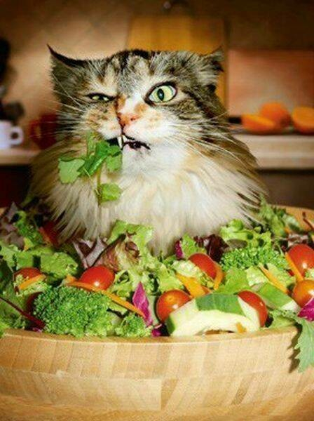 Kitty inside salad bowl eating salad 