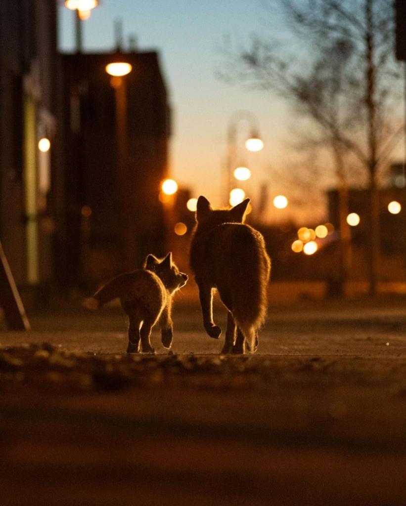 Photography. A color photo of two foxes at night against an urban backdrop. Two foxes, one small and one large, can be seen from behind as they trot side by side towards a residential area. The smaller fox is looking at the larger one. The photo was taken from a hiding place close to the ground. Streetlights with round lamps, houses and street trees can be seen out of focus. The photo has a warm brown coloration and a wonderful aura, as you become a companion of the photographer who is secretly observing the two.
Info: The photographer: "This fox family has had a den under an abandoned building in downtown Whitehorse for several years.... They are very curious about people, which sometimes makes it difficult to photograph them. A couple years ago I had a GoPro set up in front of their burrow, and one of the little guys stole it before I could react. If they ever tear this old building down, I'd be so curious to see what they've collected over the years..."