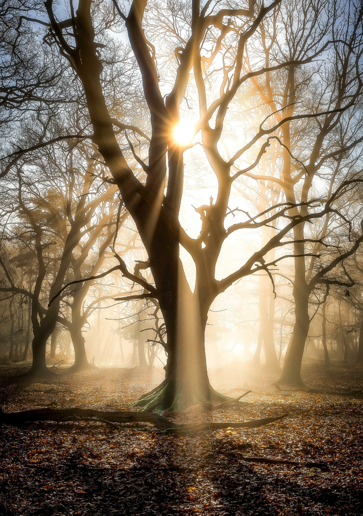 Das Bild zeigt eine mystische Waldszene, eine Reihe von kahlen Bäumen steht in einem nebligen Wald.
Das Sonnenlicht scheint durch die Bäume, was einen Lichtstrahl und einen Halo-Effekt erzeugt.
Der Boden ist mit gefallenem Laub bedeckt.
Nebel durchdringt den Wald und verleiht ihm eine ätherische Qualität. Das Bild hat eine mystische, ätherische Atmosphäre.
Der Nebel erzeugt ein Gefühl von Tiefe und Geheimnis.
Das Sonnenlicht fügt einen Hauch von Wärme und Hoffnung hinzu.
Bildbeschreibung von Gemini.