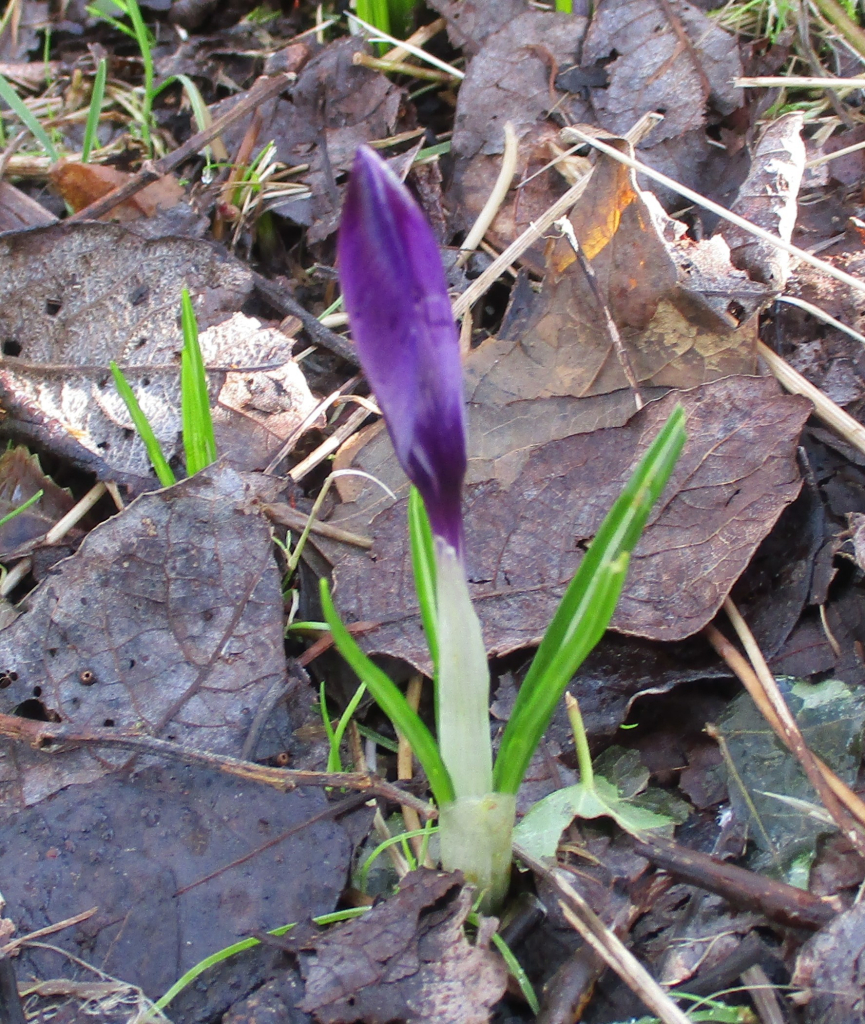 Close up of a single purple crocus bud amongst the dead leaves in my flower beds.