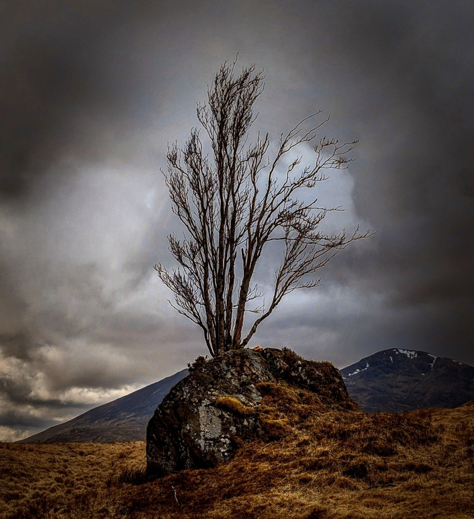 I do enjoy a run up to Glen Coe, such a beautiful run, the scenery is breathtaking. I always hope for snow at this time of year but it's not always guaranteed.

Image shows a lone bleak tree, clinging to a rock on a bracken covered hill side, it was drizzly and very moody