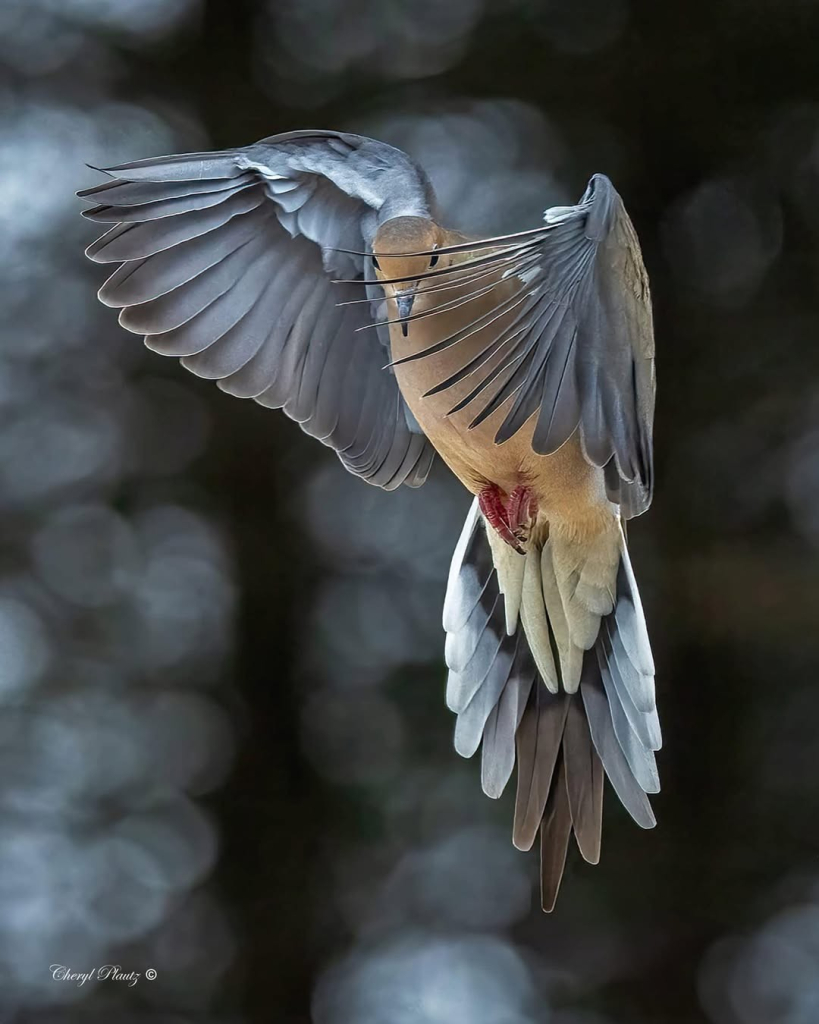 dramatic manipulated grey and light orange/tan hovering mourning dove with raised wings