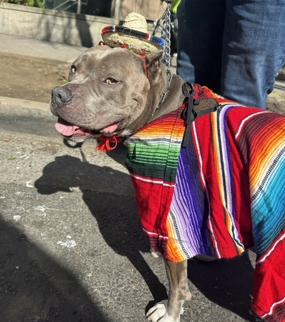 A dog with a very little sombrero. 