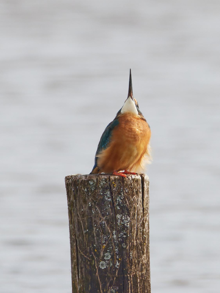 ein Eisvogel auf einem Pfahl über dem Wasser von vorne, wie er den Kopf senkrecht nach oben reckt, so dass davon nur die Unterseite seiner weißen Kehle und des spitzen Schnabels zu sehen sind