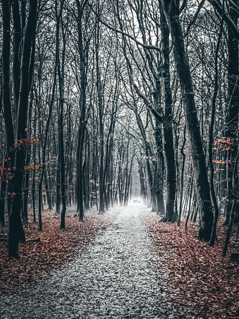 Ein Weg zwischen kahlen Bäumen hindurch. Der entfernte Boden ist nebelig. Der Waldboden ist mit braunen Blättern bedeckt. 

A path through bare trees. The remote ground is foggy. The forest floor is covered with brown leaves.