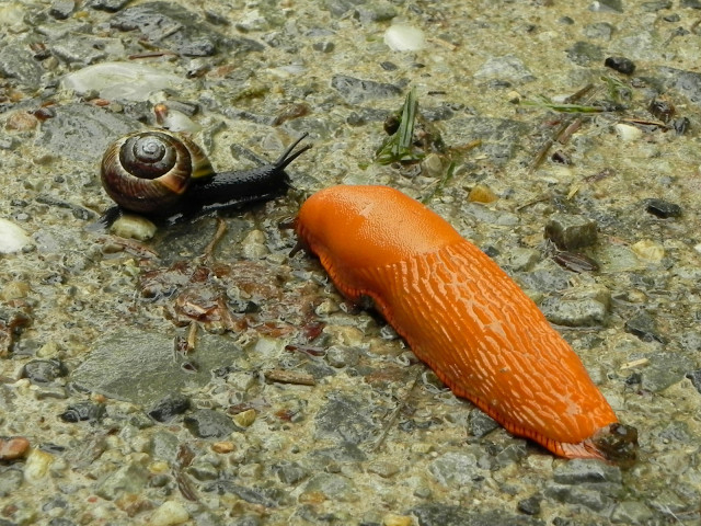 Zwei Schnecken auf feuchtem, relativ ebenem steinigen Untergrund. Die eine Schnecke ist eine Nacktschnecke, groß und orangefarben, die andere Schnecke ist klein, schwarz und hat ein Haus.