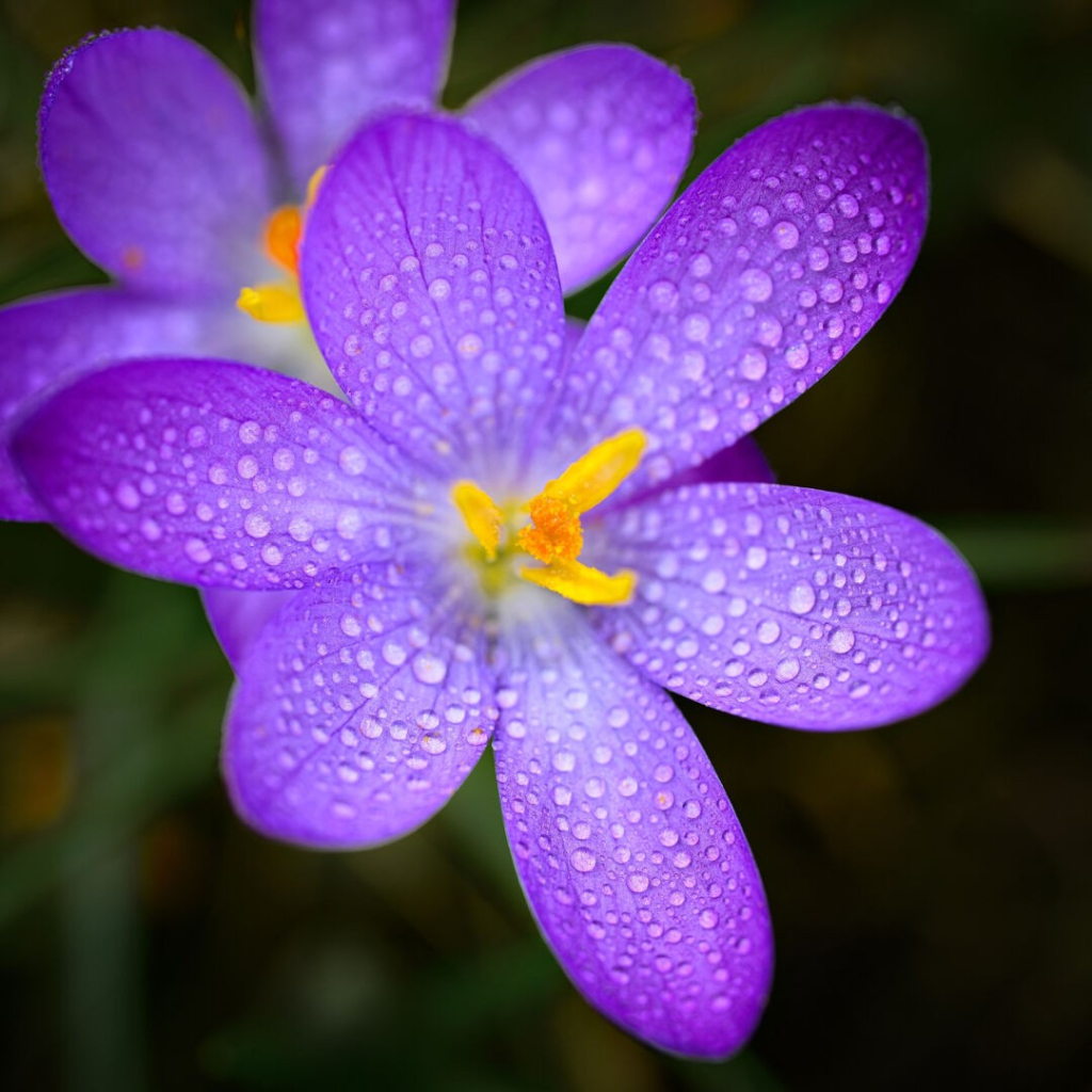 Zu sehen ist eine große Blüte eines Krokus mit Wassertropfen