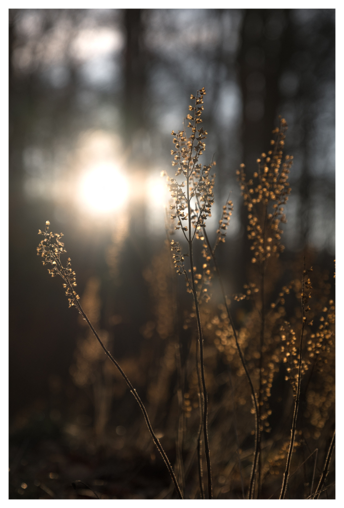 A barren plant in a forest shines against the light. The sun is rising between the trees in the background.