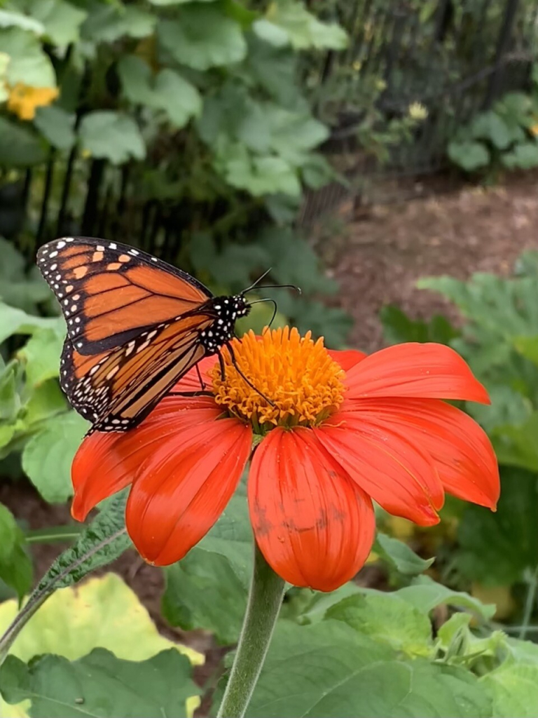 An orange butterfly sits a top a red flower.  Photo courtesy of my spouse.