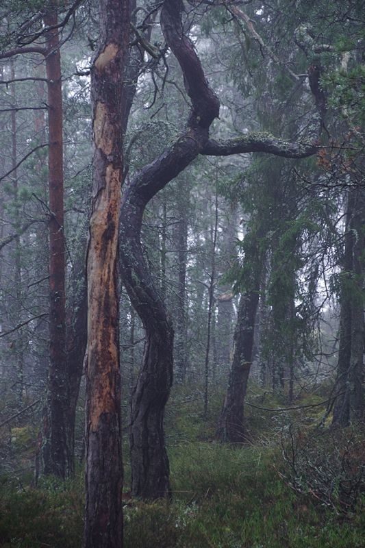 A vertical image of pine trees in a misty forest. A bit to the left one of the pines have grown a bit curly and makes it look like some sort of creature with long hair standing up and are reaching out with one of its arms. Most of the trees have old and crakced bark, but one pine to the left has lost some of its bark, perhaps made of a woodpeckers work. The soil is filled with lingonberry twigs and moss. It is a photo with dull and pale colours due to the mist.