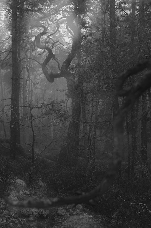 Another vertical image of trees in the misty forest. It is mostly pine trees but there is one small deciduous tree to the left. The soil is covered in lichens, moss and some fallen down branches. At the center of the photo stands a big and old deciduous tree that ends with two big brances aboute two thirds up, and those big branches looks like curved horns like an antelope have. The image is black and white.