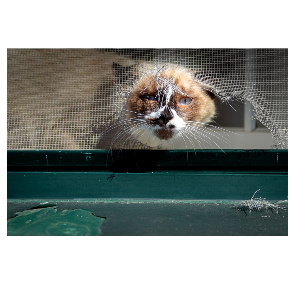 Eine Katze sitzt auf einer Fensterbank eines offenen Fensters. Sie kann aber trotzdem nicht hinaus, da ihr ein Insektengitter den Weg versperrt. Sie hat aber schon ganze Arbeit geleistet das Gitter zu zerstören, da ihr Kopf schon durch das Gitter passt...