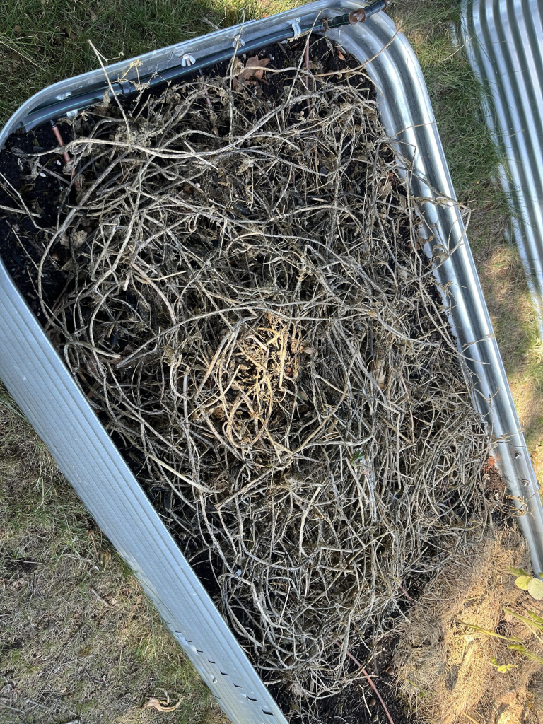 A metal raised garden bed filled with decomposing pea plants. 