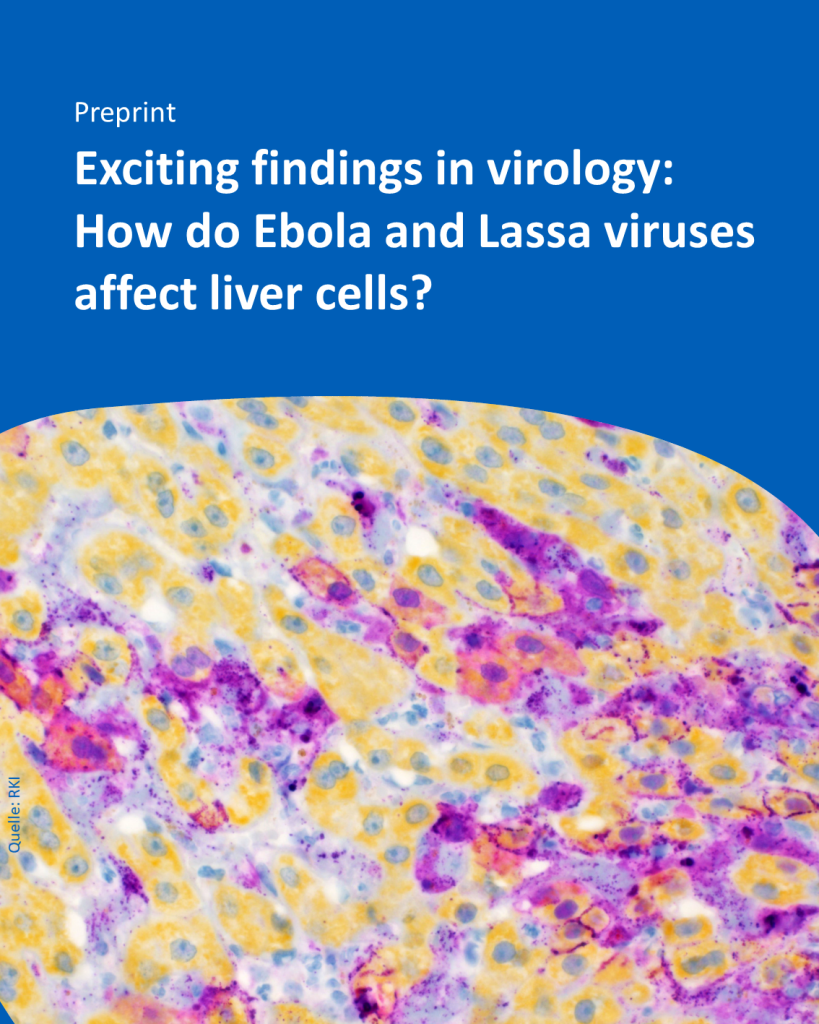 A microscopic image of stained liver cells . Text: "Preprint - Exciting findings in virology: How do Ebola and Lassa viruses affect liver cells?"