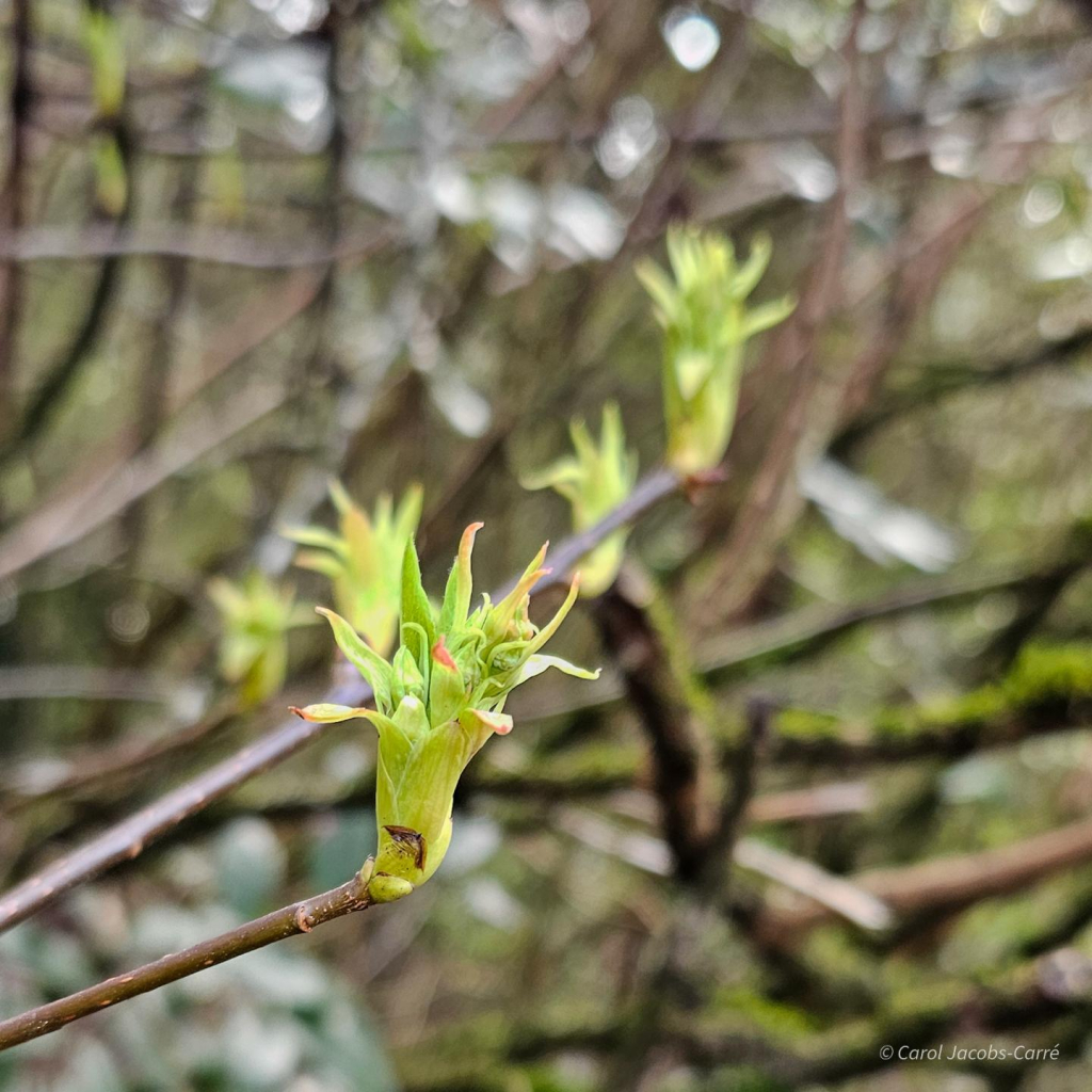 Osoberry blooming stems start to extend on bare branches. They look like green feather dusters with a touch of red. Later the blooms will open, looking like little white comets in the understory