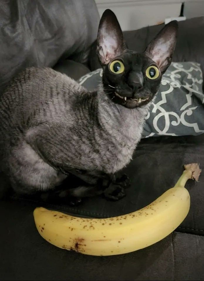 A cat with large eyes and ears looks like its smiling, with a banana in front of it