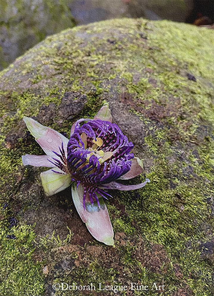 Wild passion fruit flower on a moss covered rock. Seen while hiking on Oahu, Hawaii.

Symbolically, the name 'passion flower' refers to the passion of Jesus. Spanish Christian missionaries adopted the plant as representative of the last days of Jesus and especially his crucifixion. The flower's five petals and five petallike sepals represented the 10 apostles who remained faithful to Jesus. The circle of hairlike rays above the petals suggested the crown of thorns worn by Jesus. The three stigmas on the passionflower are said to represent the three nails that held him to the cross.