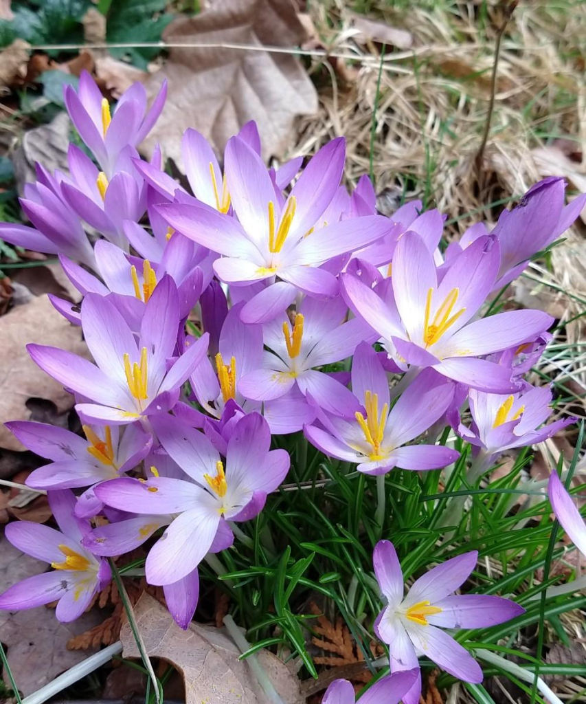 Lilafarbene Krokusse weit aufgeblüht 