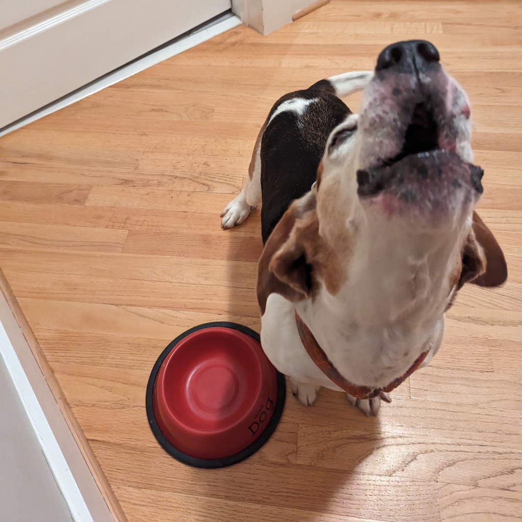 Photo of beagle standing next to empty food dish, rooing 