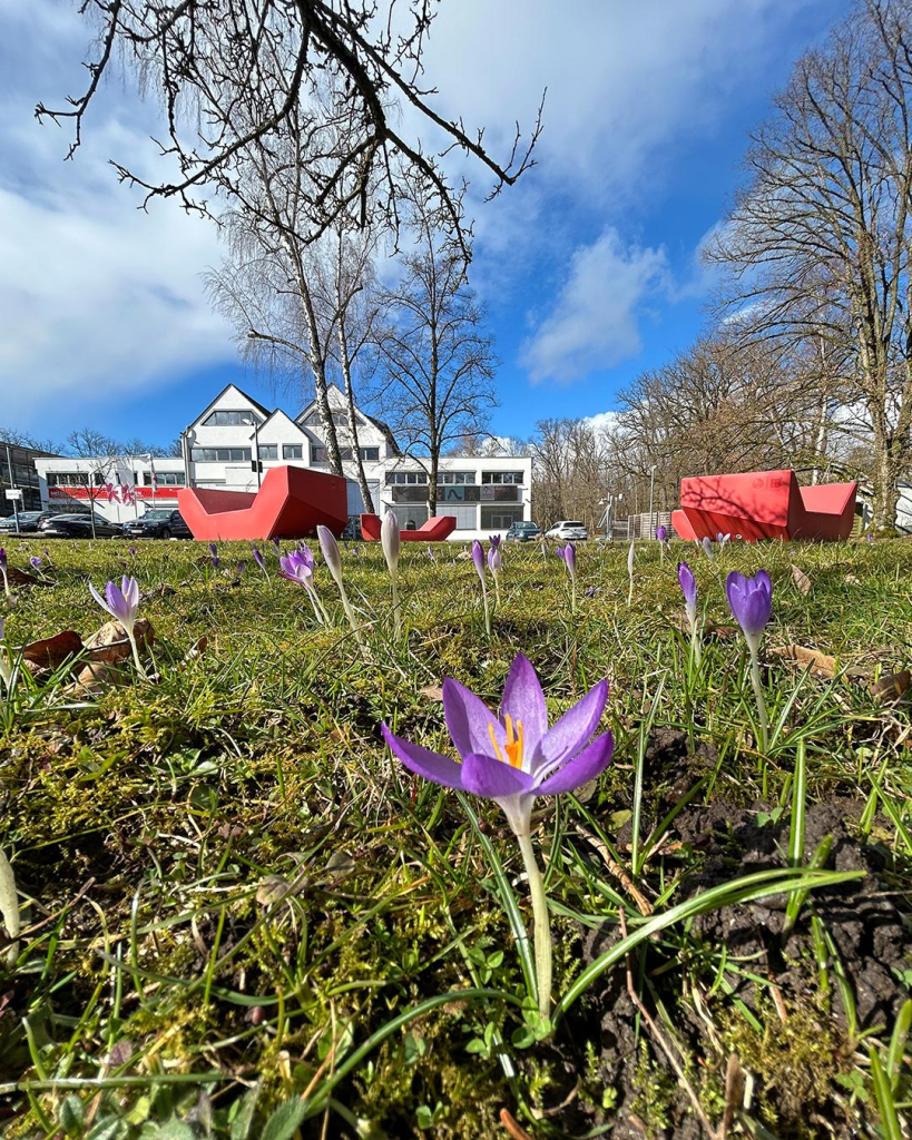 Auf einer Wiese auf dem Campus Unter den Eichen in Wiesbaden blühen Elfen-Krokusse.