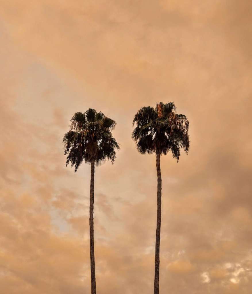 Dramatic storm clouds glow a golden orange across the sky as backdrop for two incredibly tall palm trees.