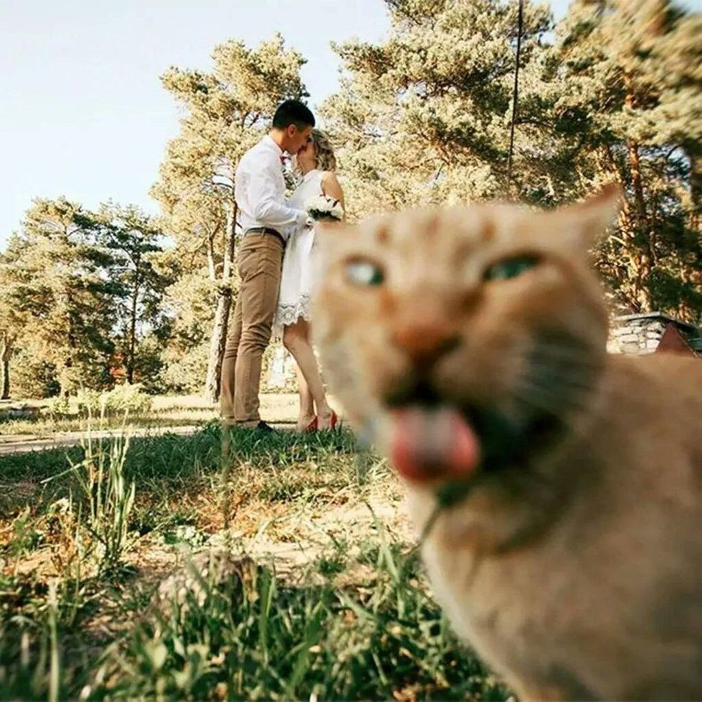 photobomb: a cat in the extreme foreground, taking up most of the screen, with it's eyes squinting and its tongue out In the backgroud: a couple kissing in the park