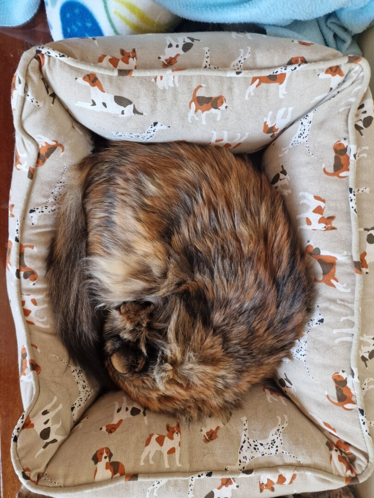 Gata de pelo semilargo de tipo carey pero en la que el color que prevalece es el marrón. 
Se encuentra completamente enroscada dentro de una cama de tonalidades cremas con diversas perros dibujados en dicha cama.