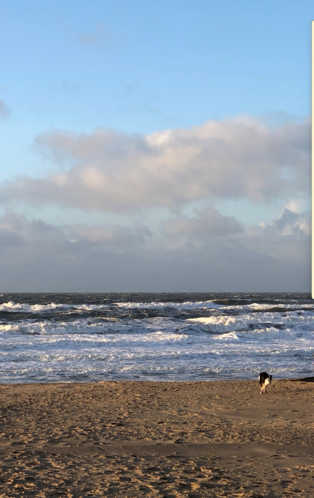 Sand, ein Bordercollie rechts im Bild, leichter Wellengang, Schaum auf den Wellen, blauer Himmel, Wolken am Horizont 