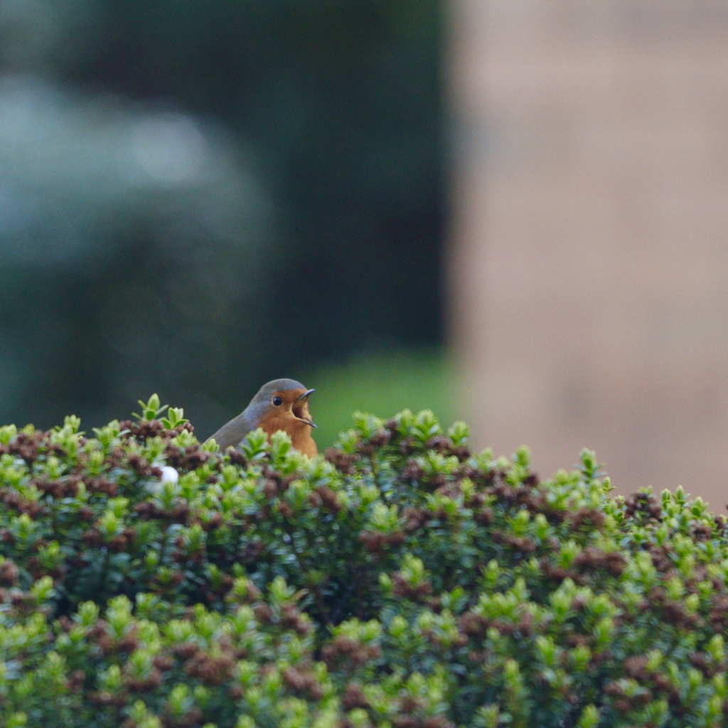 A wee robing perched in a bush with its head just visible over the foliage. Its beak wide open as it sings. 