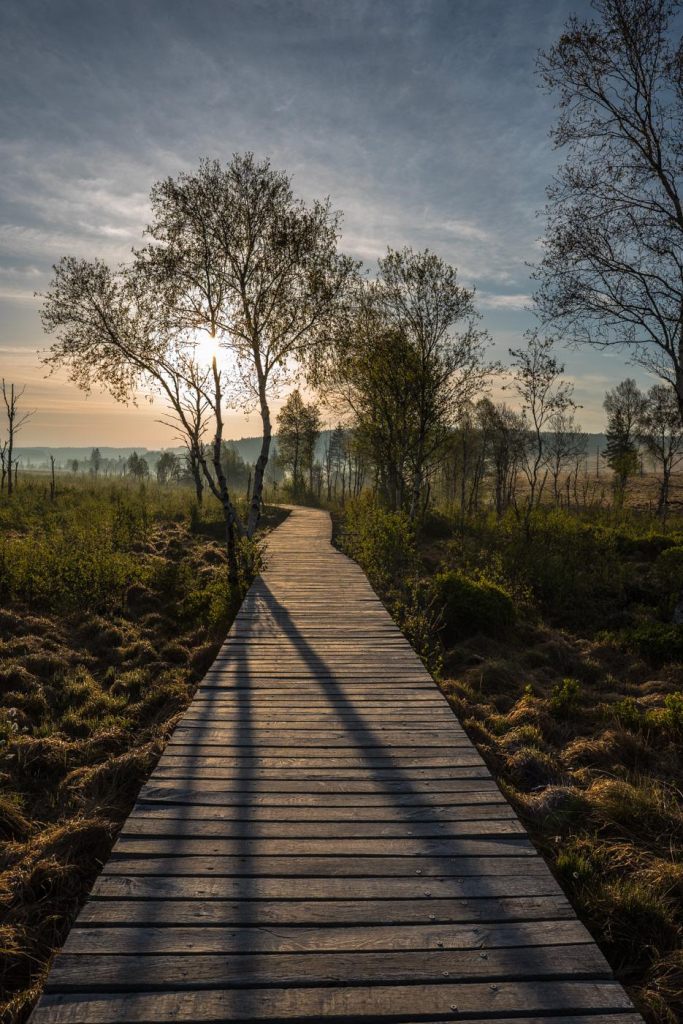 Das Bild zeigt einen Holzsteg der durch ein Hochmoor führt, am Rand des Steges stehen vereinzelt Bäume. Die tiefstehende Morgensonne wirft lange Schatten der Bäume auf den Steg. Rechts und links sind Moorpflanzen zu sehen, der Himmel ist bewölkt, teilweise aber wolkenlos. 