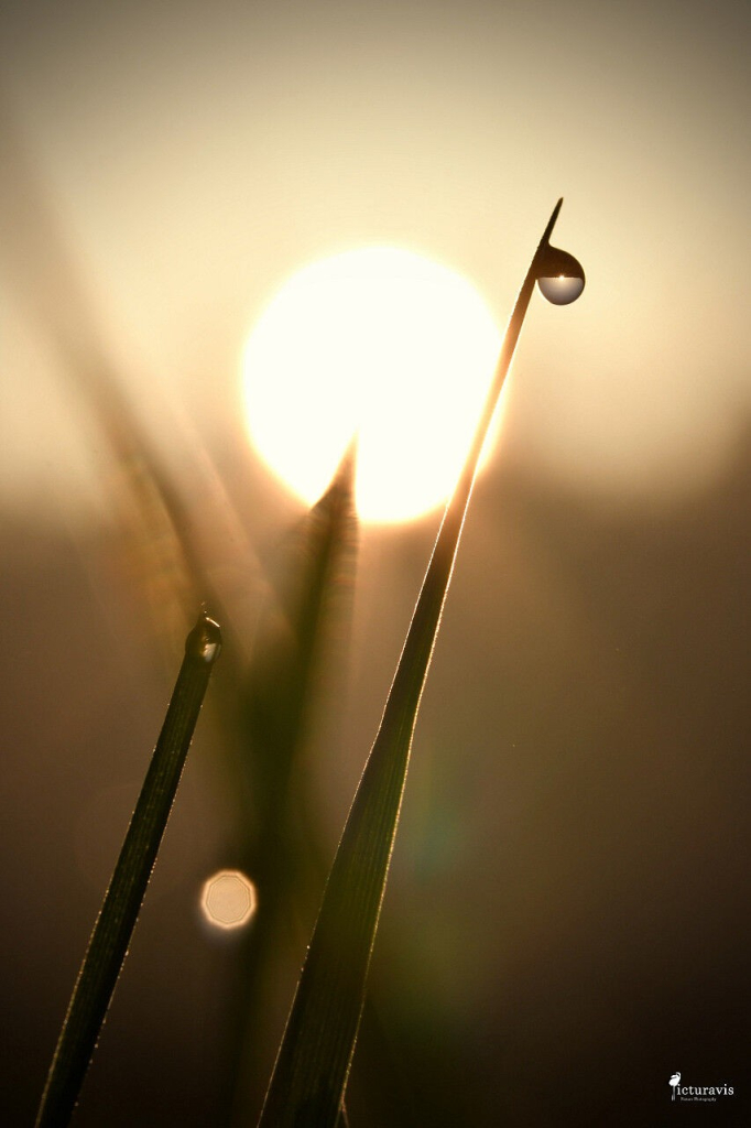 A vertical photo of a blade of grass in front of the sun. A round dewdrop is near the tip of the blade and contains an upside-down world with a tiny sun. The backlighting catches on the fine edges of the grass. A second blade is visible. The rest of the image, including the sun, is out of focus with a creamy brownish-orange color of different shades.