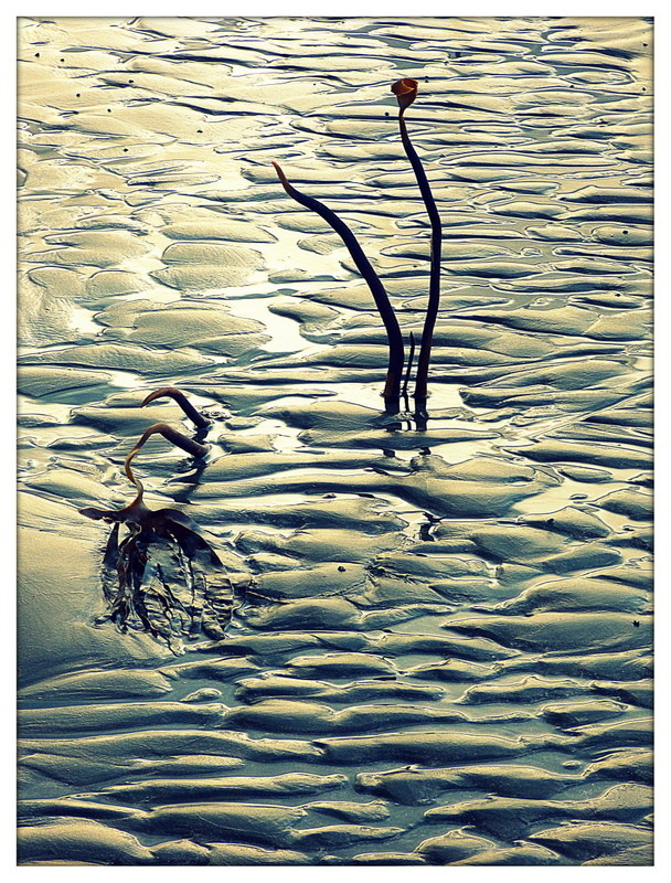 A colour photograph showing two pieces of seaweed protruding from a wet beach, with ridged sand due to water movement at low tide.