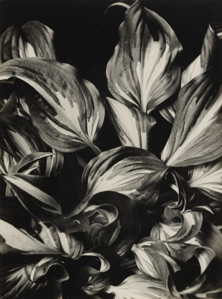 Black and white photo of a group of curling leaves in close-up against a black background.