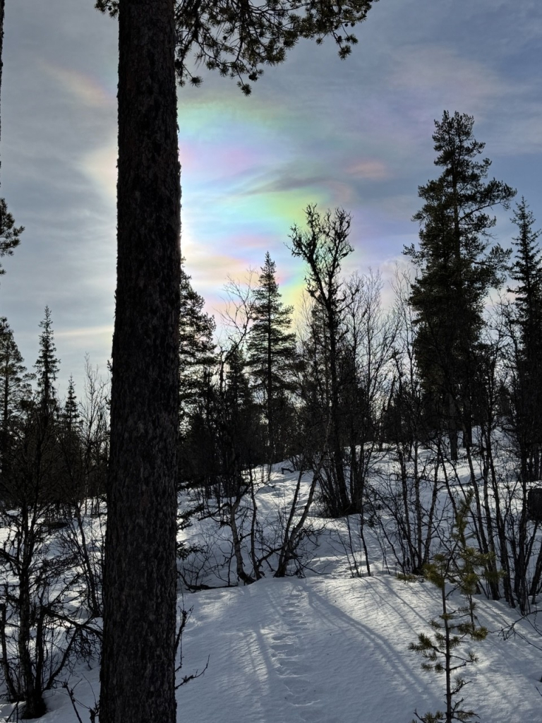 Winter scene in a snowy pine forest with blue skies. Around the sun, ice crystals are making a rainbow type effect