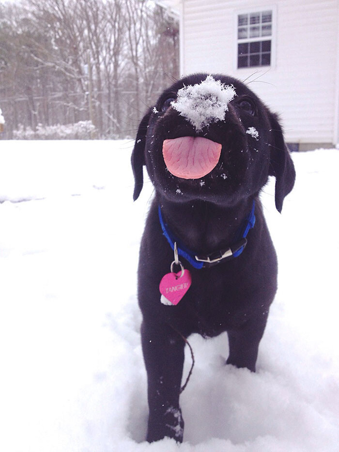 cute black lab puppy in a snowy yard with snow on its nose, and its tongue out, doing a mlem