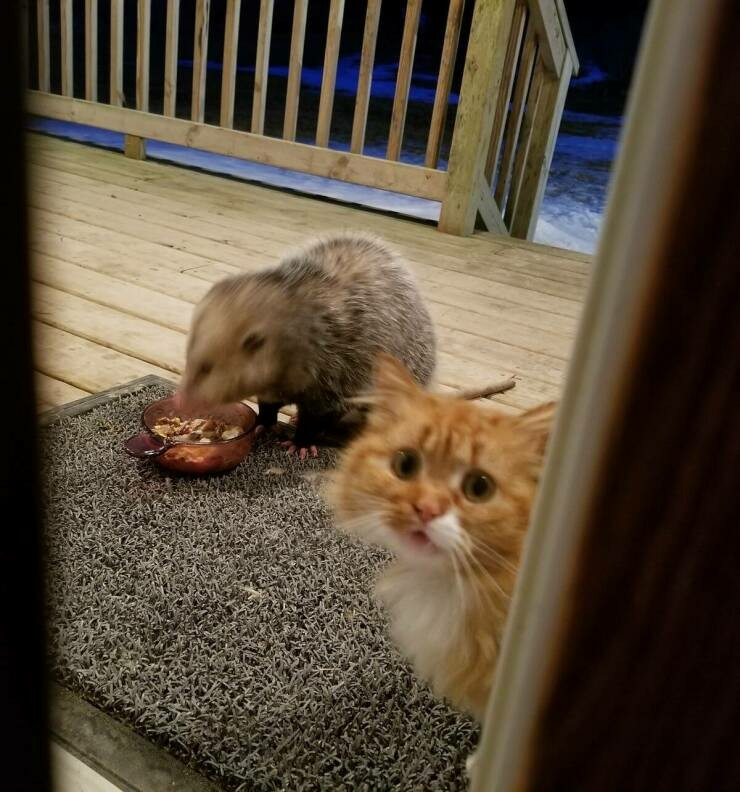 Kitty and possum. Possum looks like it's eating kitty's food bowl.